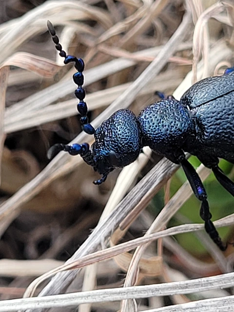Meloe proscarabaeus - közönséges nünüke Meloe proscarabaeus - közönséges nünüke