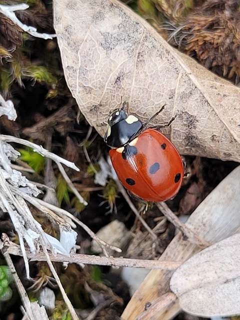 Coccinella septempunctata - hétpettyes katica Coccinella septempunctata - hétpettyes katica