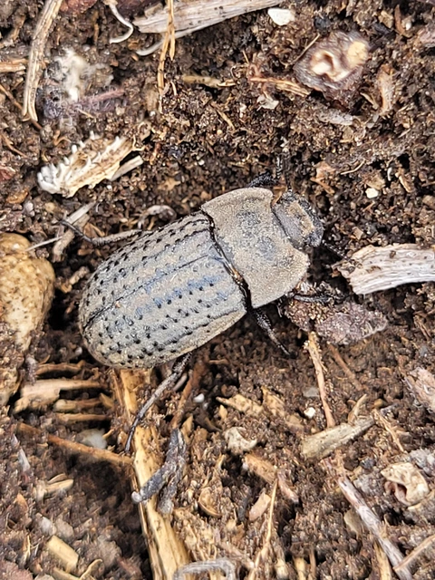Opatrum sabulosum - sároshátú gyászbogár Opatrum sabulosum - sároshátú gyászbogár