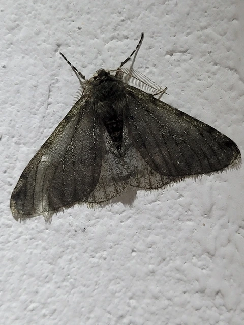 Apocheima pilosaria - zöldes tavasziaraszoló
