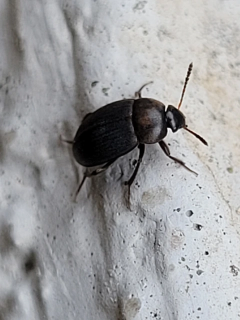 Leiodidae - pecebogárfélék Leiodidae - pecebogárfélék