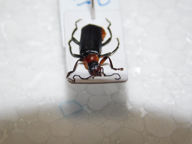 Ancistronycha abdominalis