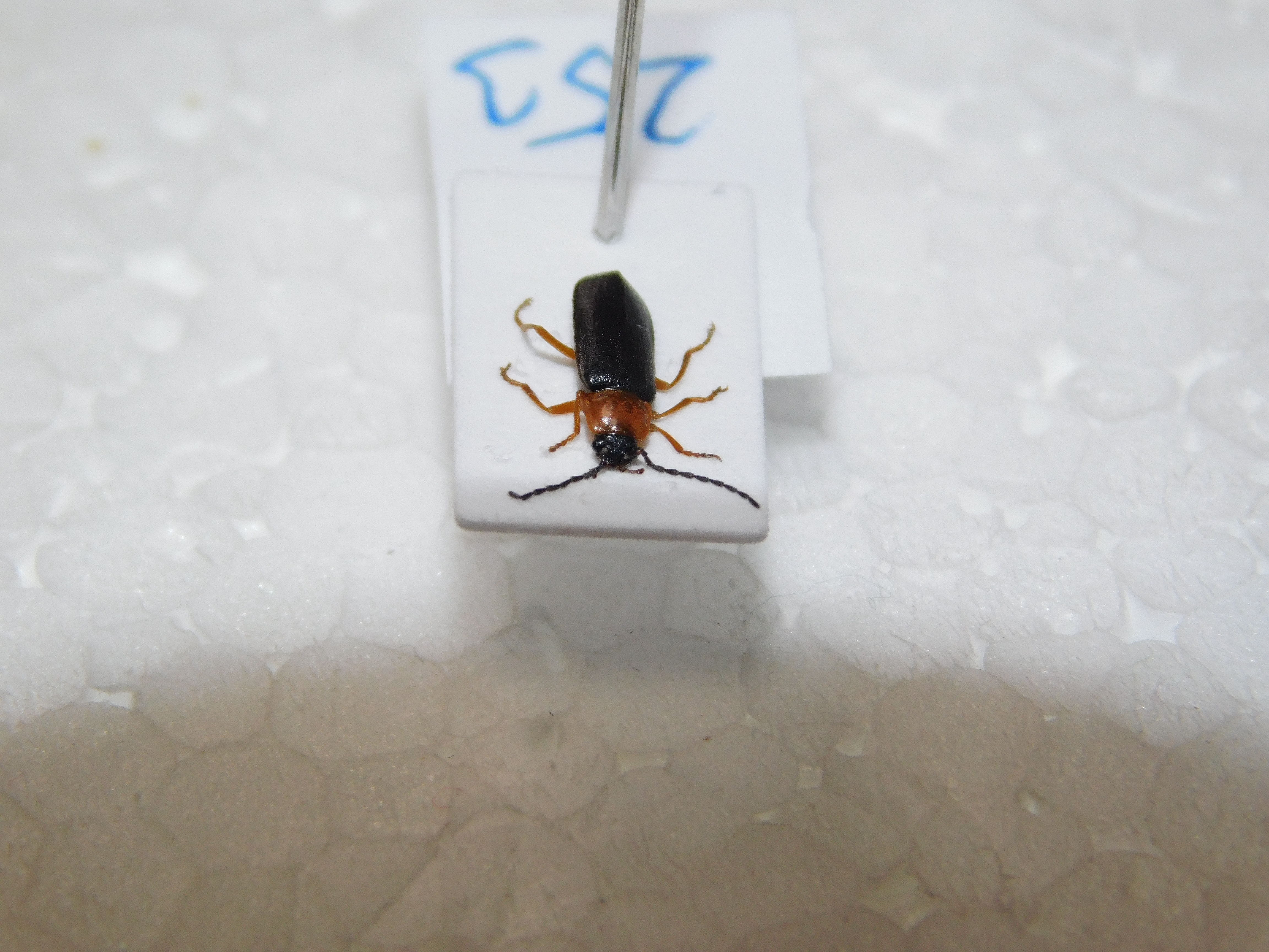 Cratosilis denticollis