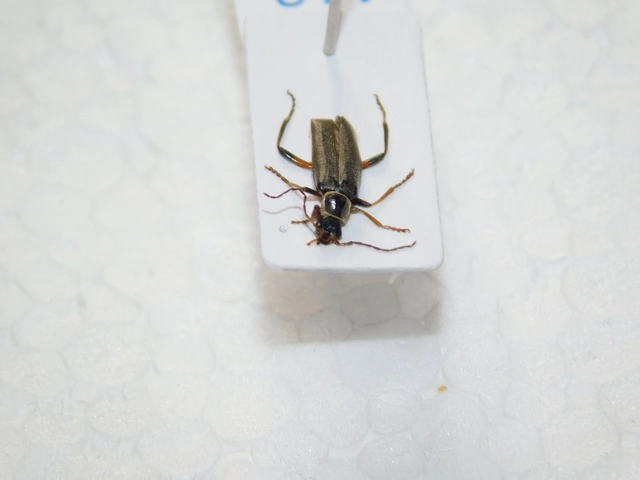 Cantharis