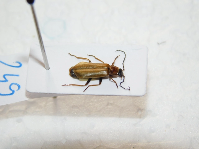 Rhagonycha nigriceps