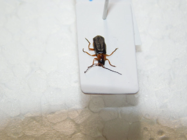 Cantharis flavilabris