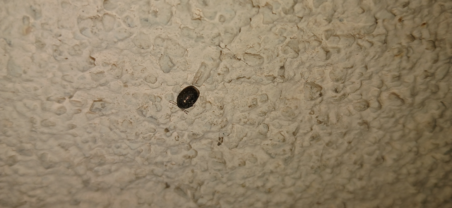 Thyreocoris scarabaeoides - fémes földipoloska