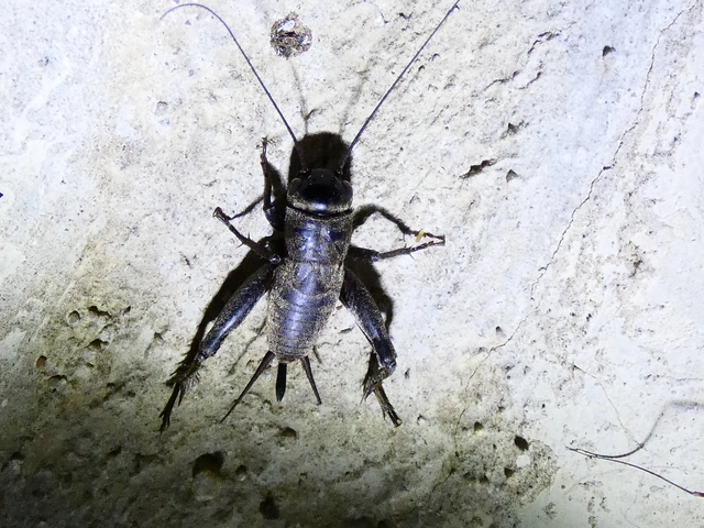 Melanogryllus desertus - fekete tücsök