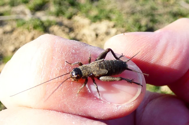 Eumodicogryllus bordigalensis - bordói tücsök