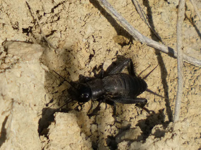 Melanogryllus desertus - fekete tücsök
