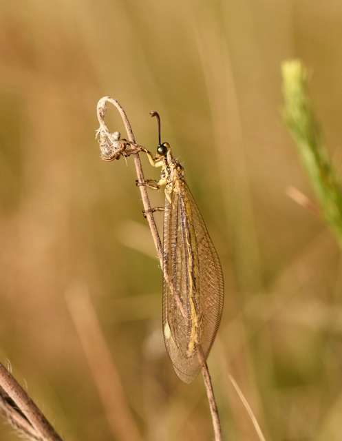 Myrmecaelurus trigrammus - hangyafarkas
