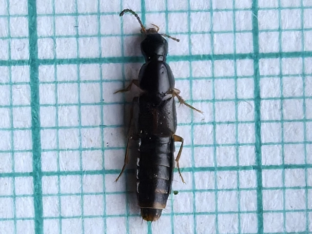 Quedius xanthopus - kéreglakó mohaholyva