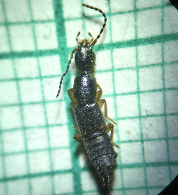 Tetartopeus terminatus - lápi mocsárholyva