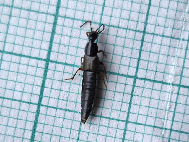 Philonthus fumarius - kormos ganajholyva