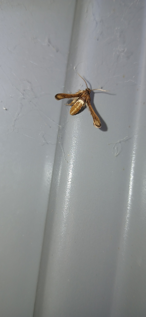 Microsphecia brosiformis - folyófűszitkár