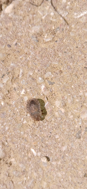 Sciocoris Sciocoris