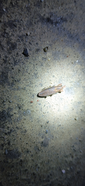 Lixus ochraceus - retek-dudvabarkó