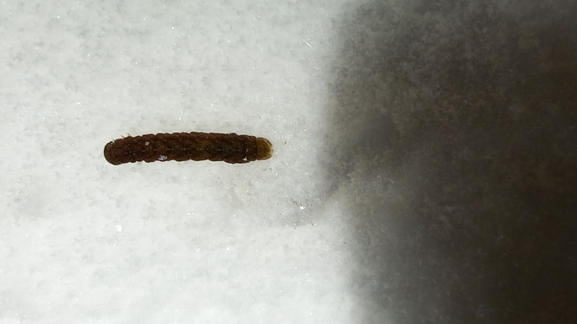 Phlogophora meticulosa - vándorló csipkésbagoly