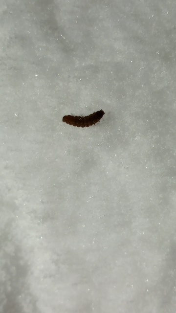 Cantharidae - lágybogárfélék