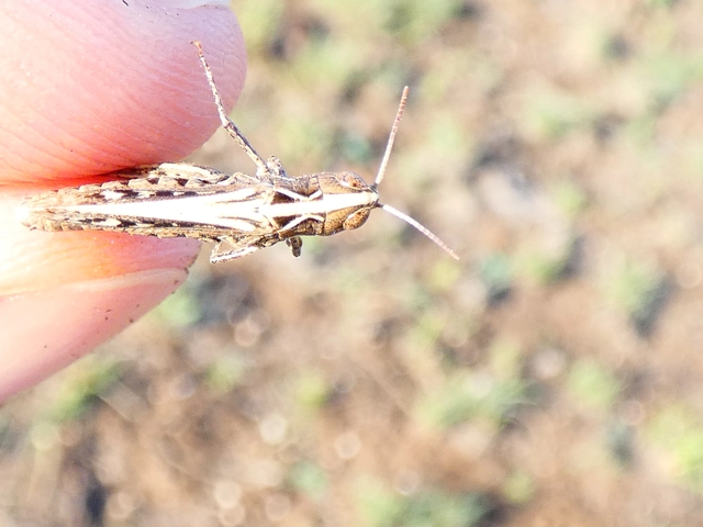 Omocestus petraeus - szőke tarlósáska