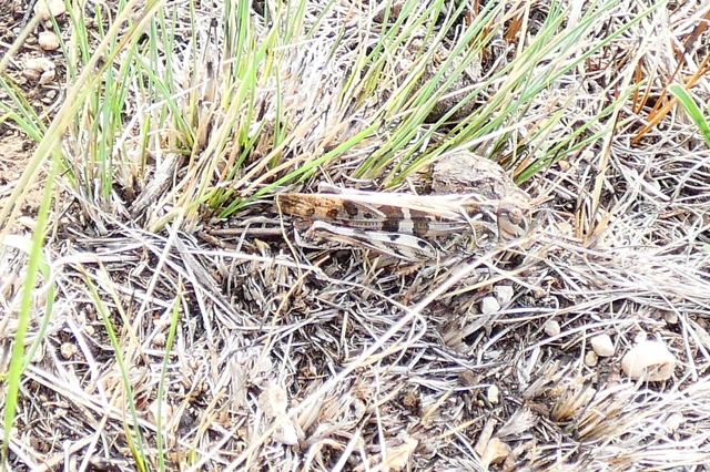 Oedaleus decorus - szalagos sáska Oedaleus decorus - szalagos sáska