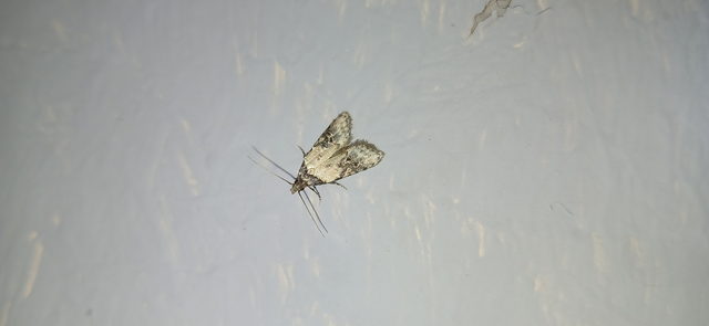 Carposina scirrhosella - közönséges csipkebogyómoly