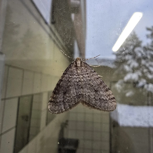 Operophtera brumata - kis téliaraszoló