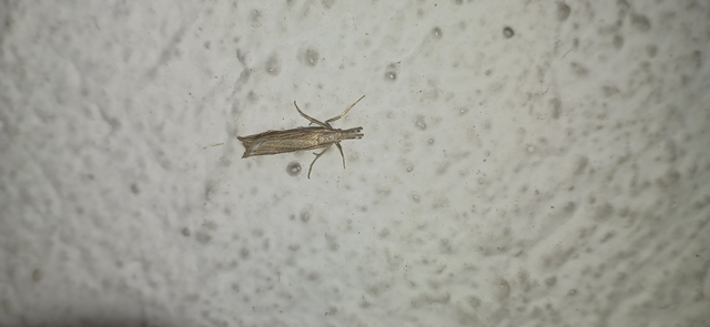 Metacrambus carectellus - homoki fűgyökérmoly