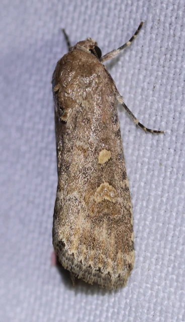 Spodoptera exigua - apró jegyesbagoly