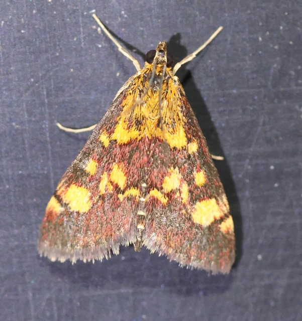 Pyrausta aurata - aranyló bíbormoly