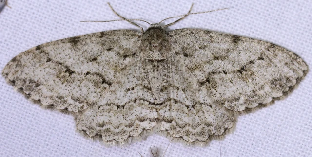 Ectropis crepuscularia - avararaszoló