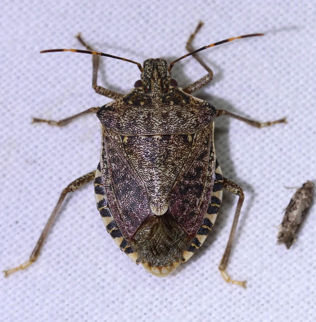 Halyomorpha halys - ázsiai márványospoloska
