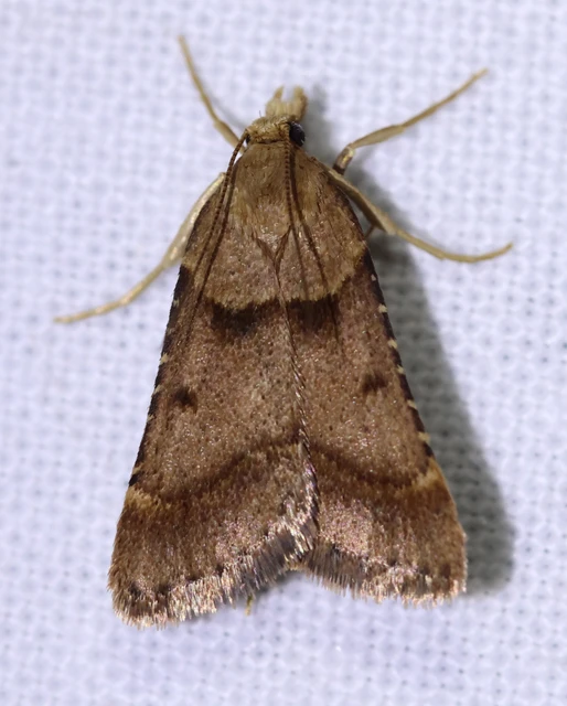 Stemmatophora brunnealis - barna fényilonca