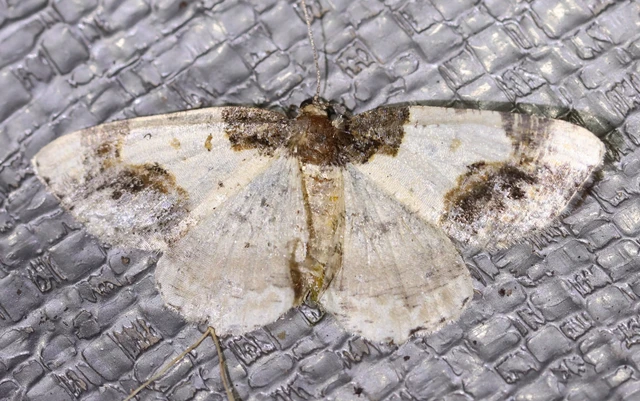Ligdia adustata - barna levélaraszoló