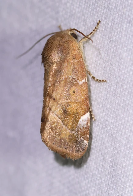Cosmia affinis - barna lombbagoly