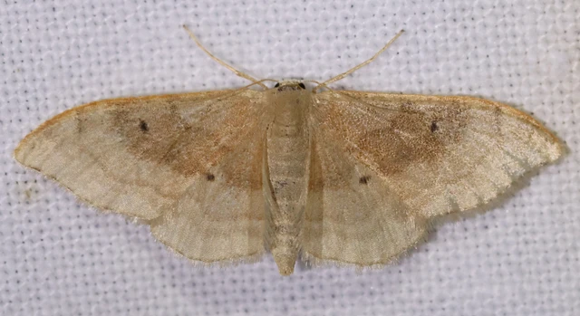 Idaea degeneraria - barnasávos araszoló