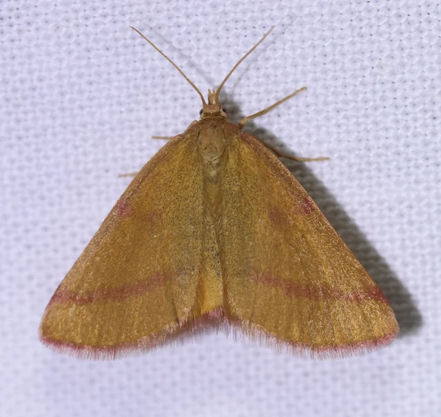 Lythria purpuraria - bíborsávos araszoló