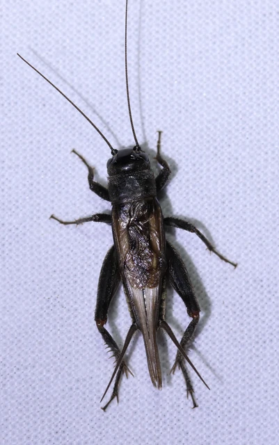 Eumodicogryllus bordigalensis - bordói tücsök