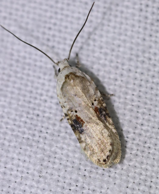 Agonopterix alstromeriana - bürök-laposmoly