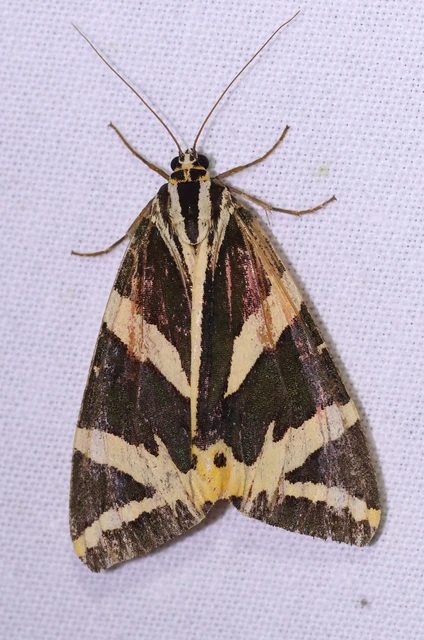 Euplagia quadripunctaria - csíkos medvelepke