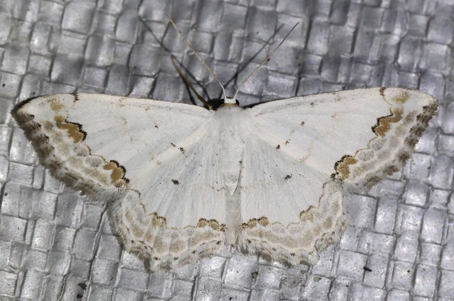 Scopula ornata - díszes fehéraraszoló