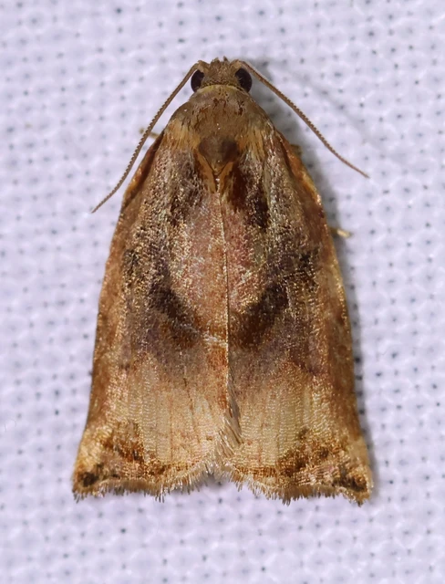 Archips podana - dudvarágó sodrómoly