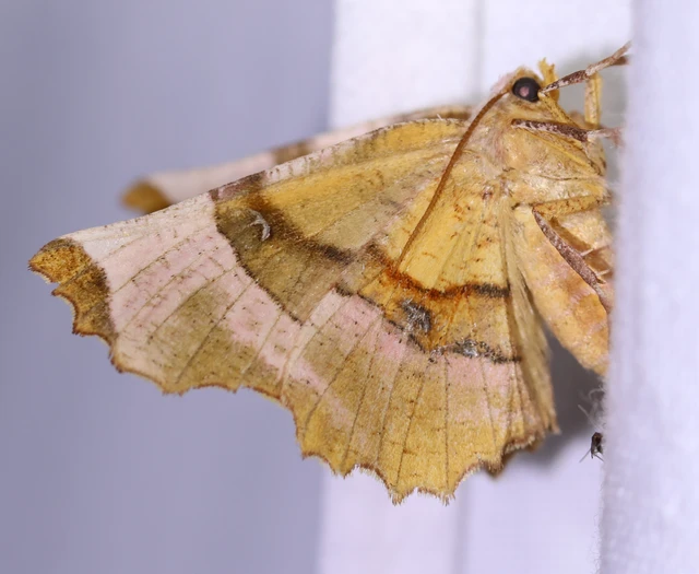 Selenia lunularia - egyfoltos holdasaraszoló