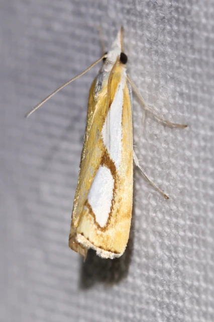 Catoptria pinella - ezüstös fűgyökérmoly