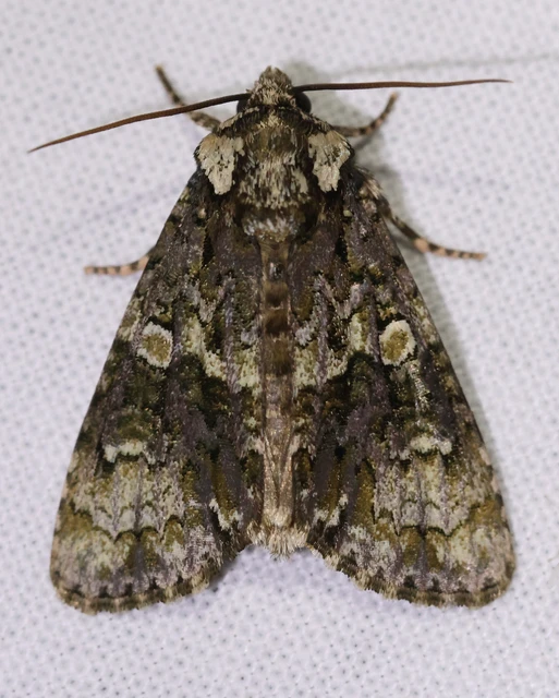 Craniophora ligustri - fagyalbagoly