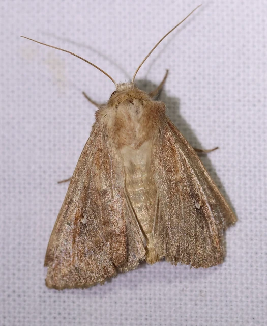 Mythimna albipuncta - fehérpettyes rétibagoly