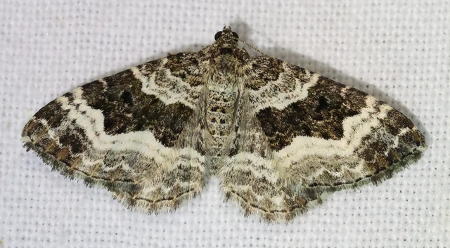 Epirrhoe alternata - galaj-tarkaaraszoló