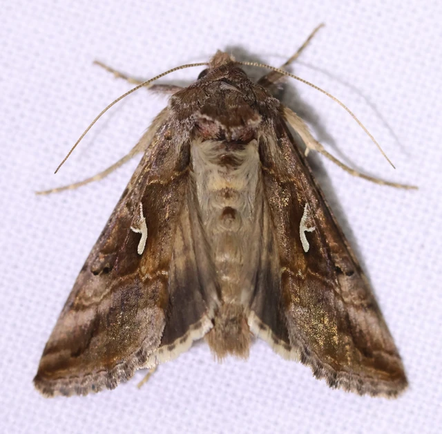Autographa gamma - gammalepke
