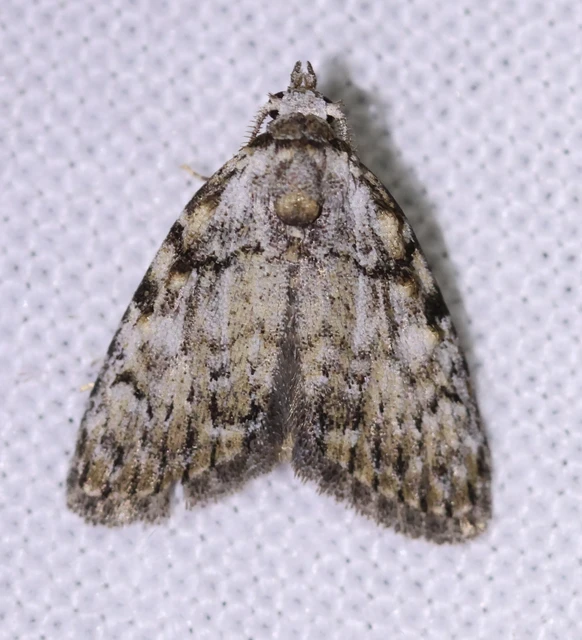 Meganola strigula - hamvas pamacsosszövő