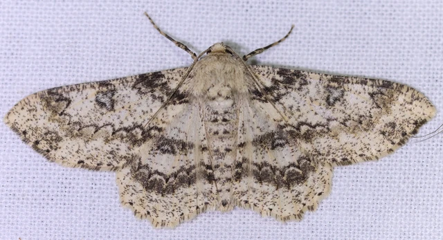 Ascotis selenaria - holdas faaraszoló